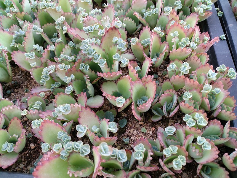 此几种多肉，“颜值高，人气高”,见土就生根，适合新手种植