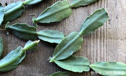 蟹爪兰|3种花掐点枝就能来个“大变身”，一盆变多盆，成活率高，生长快