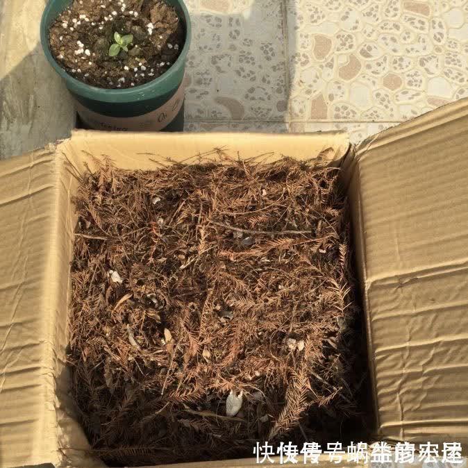 旺盛|松针怎么养花？有3种方法，盆土更肥沃了，花草旺盛