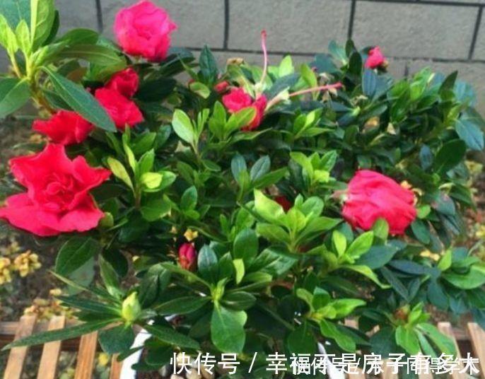 4种花是懒人的最爱,有阳光就爆盆,好养不操心