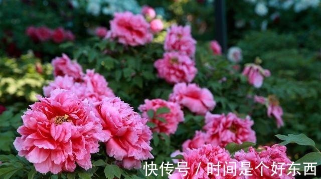 被誉为我国十大名花之首，花色艳丽，香味扑鼻，雍容华贵还好养！