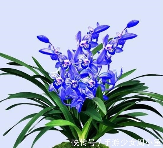 正在“灭绝”的稀有兰花,通体宝蓝,奇香四溢,遇见要珍惜