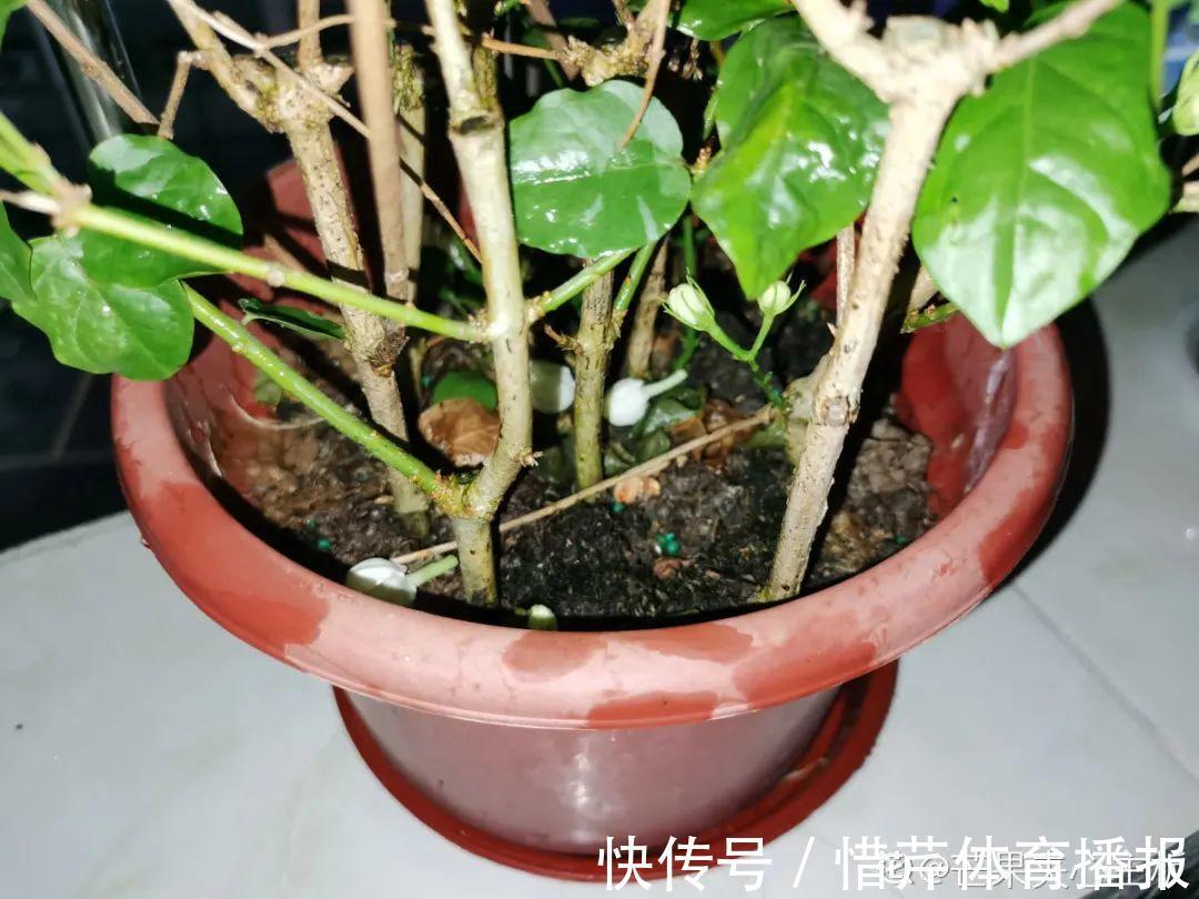 9个开花劳模,施肥不能停,不然越养越差劲