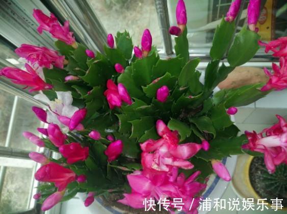 养殖蟹爪兰，做好4点，冬日开花叶子比花多