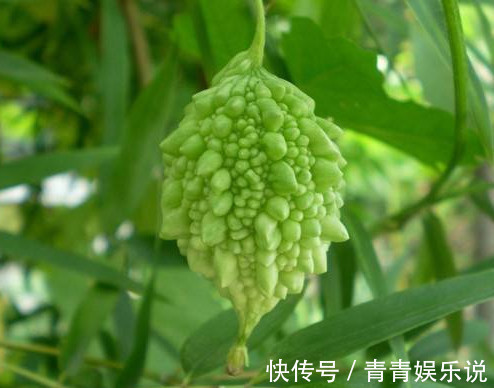苦瓜|糖尿病碰到“大救星”,堪称天然“胰岛素”,常吃血糖稳降不飙升