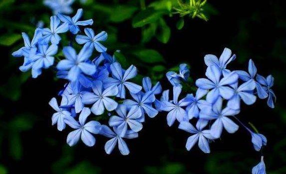 几款花卉超美的,风吹开花旺,颜色鲜艳夺目,繁花似锦