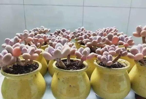 扦插|教你在家用塑料瓶养多肉,不用土就能扦插叶片,成活率贼高