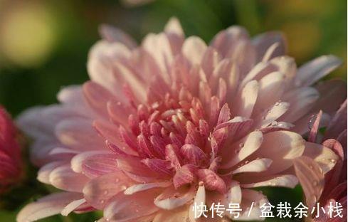 千秋|农历7月14日开始,养这几款植物,现在养着正合适,颜值超高超美