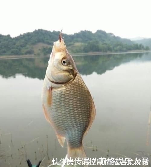 钩饵|都说顿口中鱼率高，为啥浮漂却出不来顿口怎样才能调出顿口