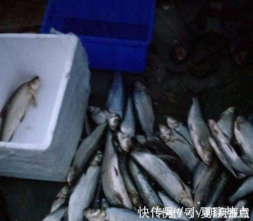 泥鳅钓鱼,这才是真正一天百十斤的疯狂钓法