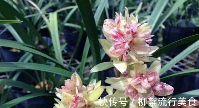 浓郁|建兰多瓣奇花“富山奇蝶”，花中带花，兰香浓郁，姿态优雅又好看！