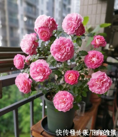 月季|阳台养花在精不在多,3种花好养又好看,值得养一盆