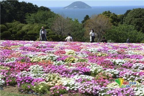 日本福冈公园雏菊绽放 宛如彩色鲜花地毯