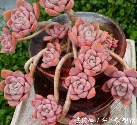 多肉植物叶片动不动就发软,该怎么办仔细水、肥供给就够了