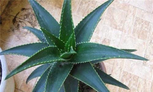 今天你吃芦荟了吗教你夏季养芦荟的3个妙用,只当盆栽太可惜