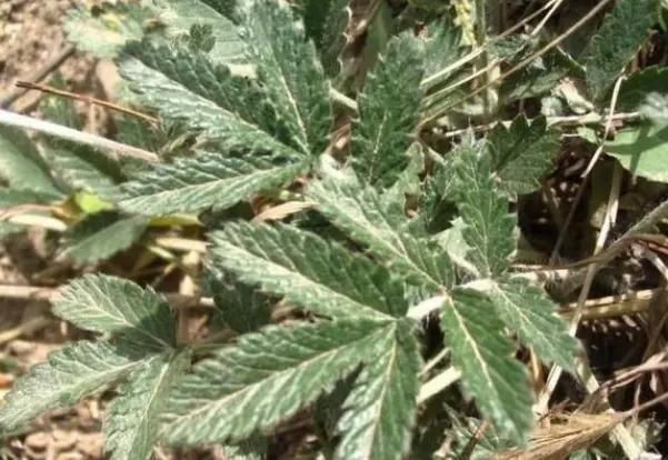 鸡腿|农村这种不起眼的野草,根系长得像鸡腿,70后80后拔起来就开吃