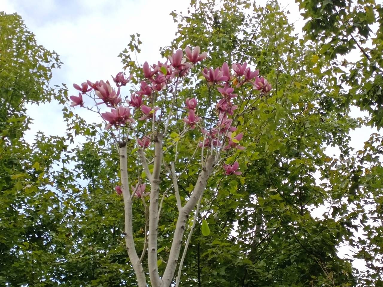 桂花|桂花飘香季 春花竟来争艳