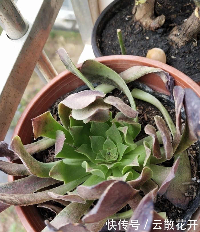 免费的多肉,总是活得特别好