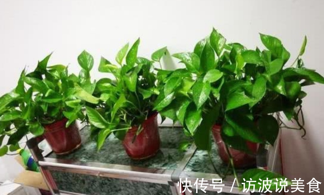 植株|夏天养绿萝，给它“喝3种水”，枝叶长得茂盛，长满花盆