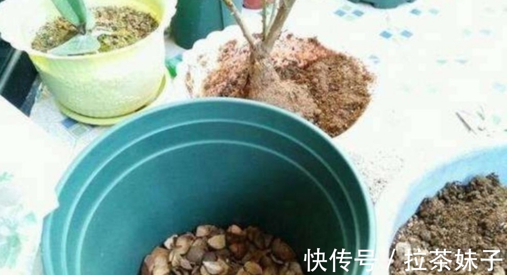 养花小技巧,花盆下面垫5种“东西”,可避免出现烂根黄叶