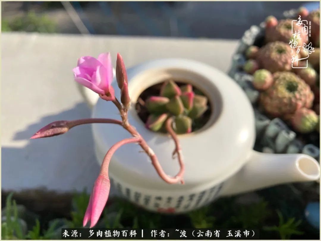 多肉|遇见即美，花事未荼蘼！种一桌子多肉，看花开花落！