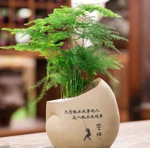  盆栽|冬天，室内的文竹盆栽呼呼地黄叶该怎么办？哪里操作不当了？