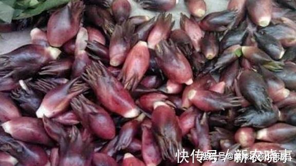 洋火|这种野菜被称为“亚洲人参”,农村随处可见,你可能也吃过!
