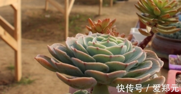 爆盆|蒂亚怎么爆盆,蒂亚养殖注意事项