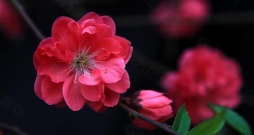 胜春&唐不知名诗人一首早春诗,短短四句美到心坎,背后深意发人深省