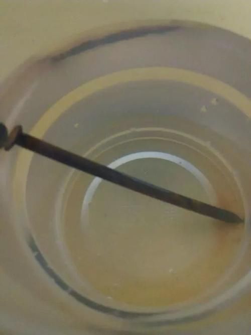 泡沫箱|冬天养花埋点它,开春就疯长,1年不施肥一样绿油油!