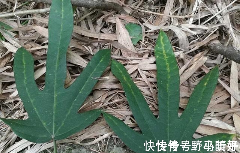 五指毛桃|深山里的“五爪龙”,山里人常吃美味,是女性产后疗养的佳品