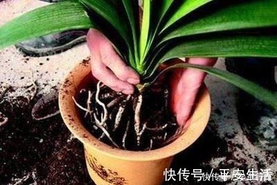 叶片|养君子兰，学会使用3种肥料，长得就像“大白菜”，天冷就开花！