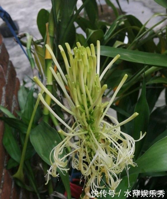 富贵竹|张姨家的富贵竹,养了3年了,竟然开花了,花香很浓,真是少见