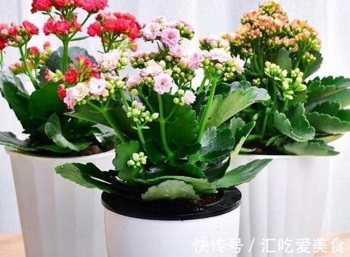 养长寿花,必备4个小技巧,叶片翠绿,花朵又多又大