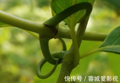 长得很像老鹰的爪子一样,花朵似一个绣球,特别吸引人