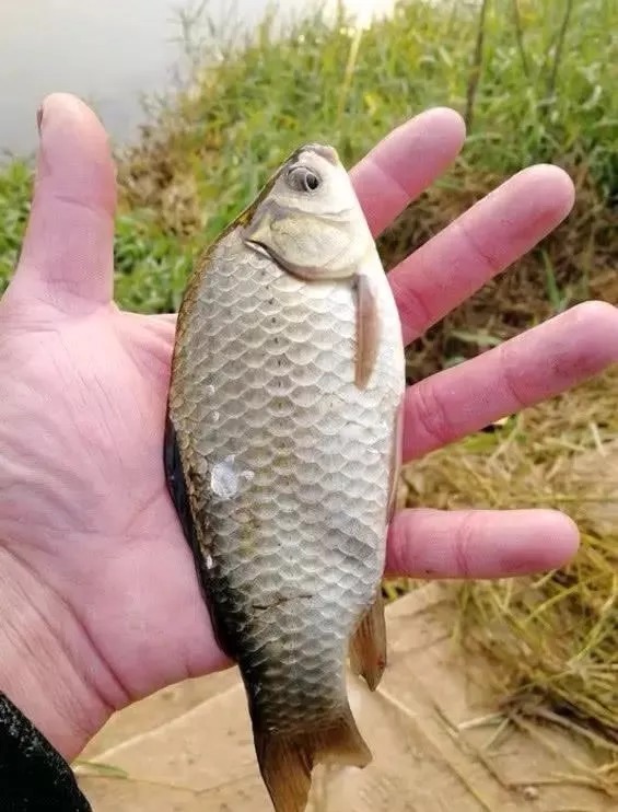 被钓“烂”的钓点该怎样钓?用这4招,钓友都羡慕的不行!