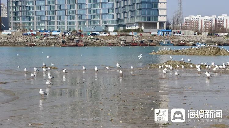 海螺、蛏子！这里的小海鲜，一挖一“麻袋”！