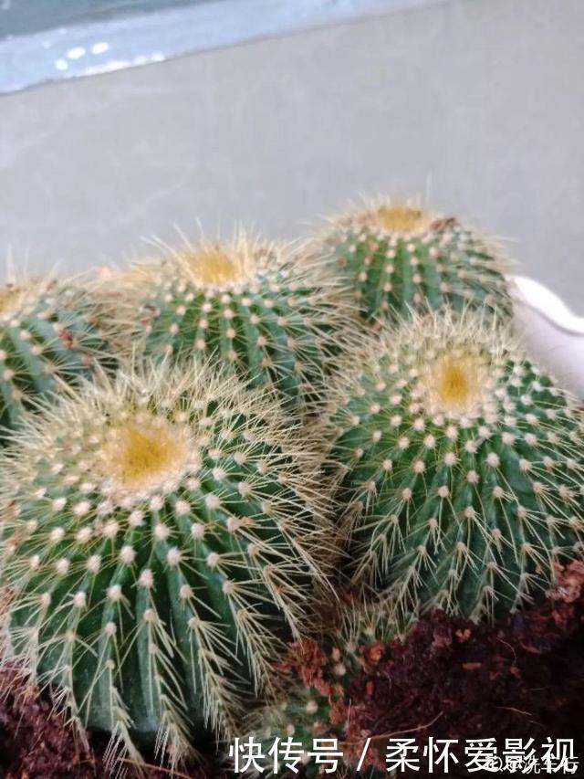 这10种耐旱花,2个月不浇水,叶子反而绿油油