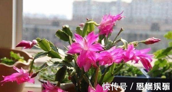 透水|蟹爪兰浇水的“小技巧”,一学就会,叶片杠杠厚,花苞压弯枝