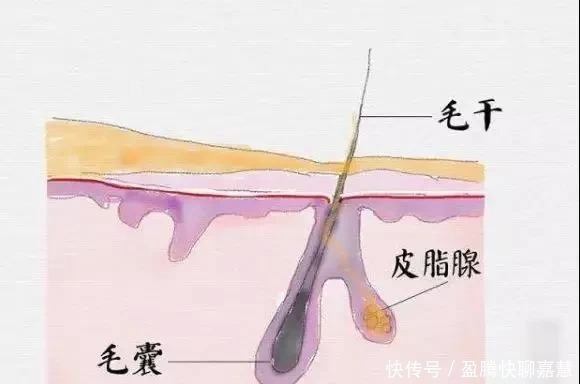 油脂|头发爱出油的你，要不要天天洗头？这样洗头对头皮更好！