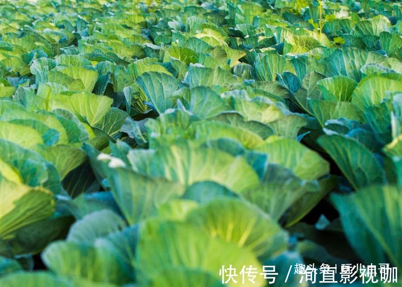 追肥|花椰菜鲜美细嫩，营养丰富，重视田间管理方法，种出优质花椰菜来