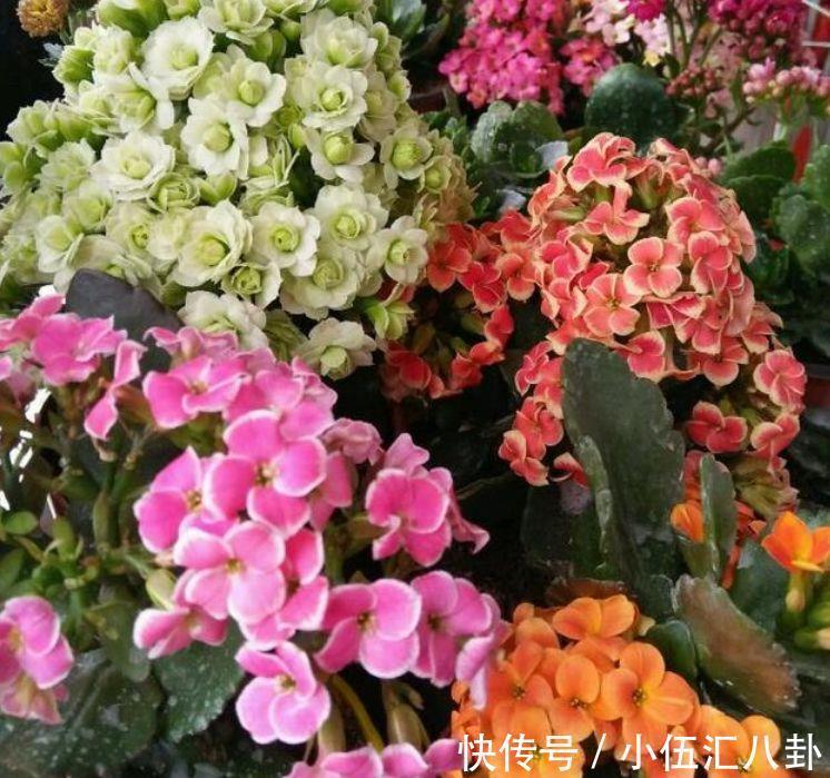 酢浆草|农历8月13号起,最适合养这些花,全年开花,好养易管理