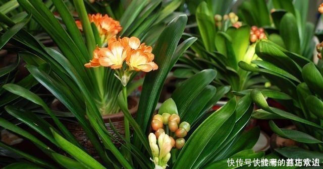 种植|鸡蛋壳如何变成养花肥料,只需要两个步骤,就能轻松种植!