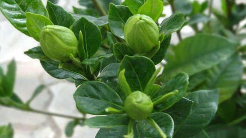 栀子花孕蕾期养护有讲究，这3个错误要避免，否则花苞掉落