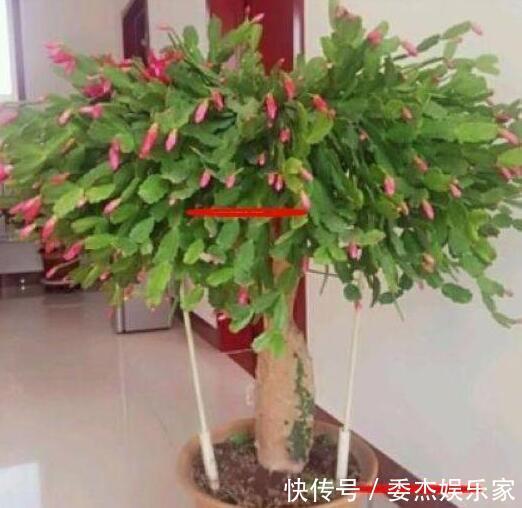 蟹爪兰与2种植物“天生一对”，嫁接6层塔，一次开花200朵