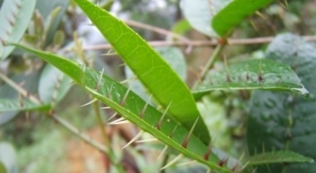 跌打旧积|农村这种野草牲口躲着走,老中医眼中是治跌打旧积、风湿骨痛的宝