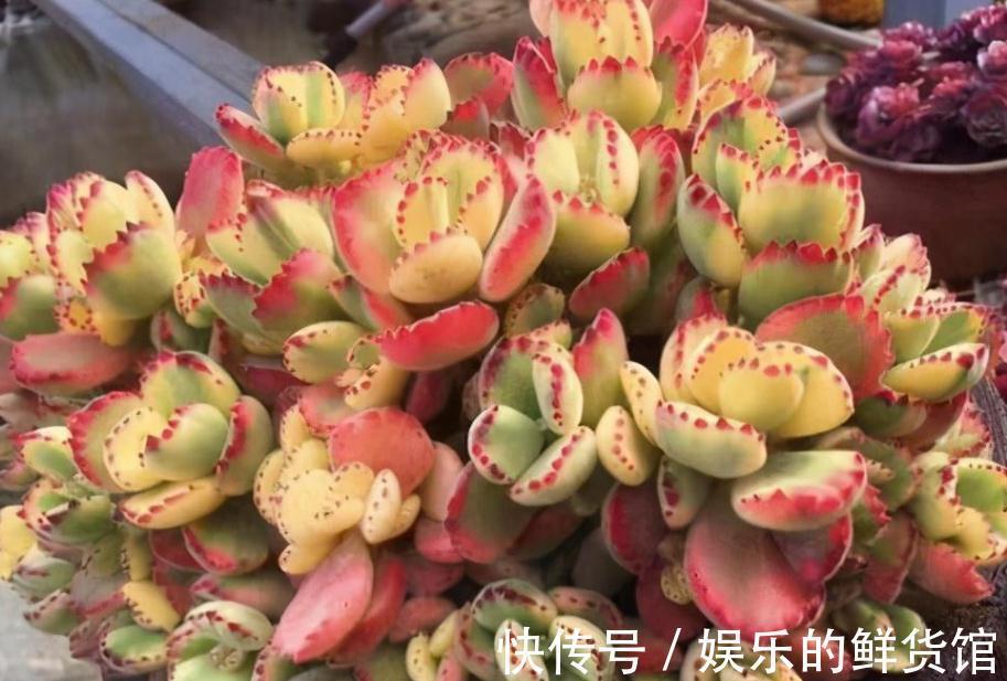 该怎么养好多肉植物白熊锦？抓住这些，长得肥肥胖胖，更漂亮