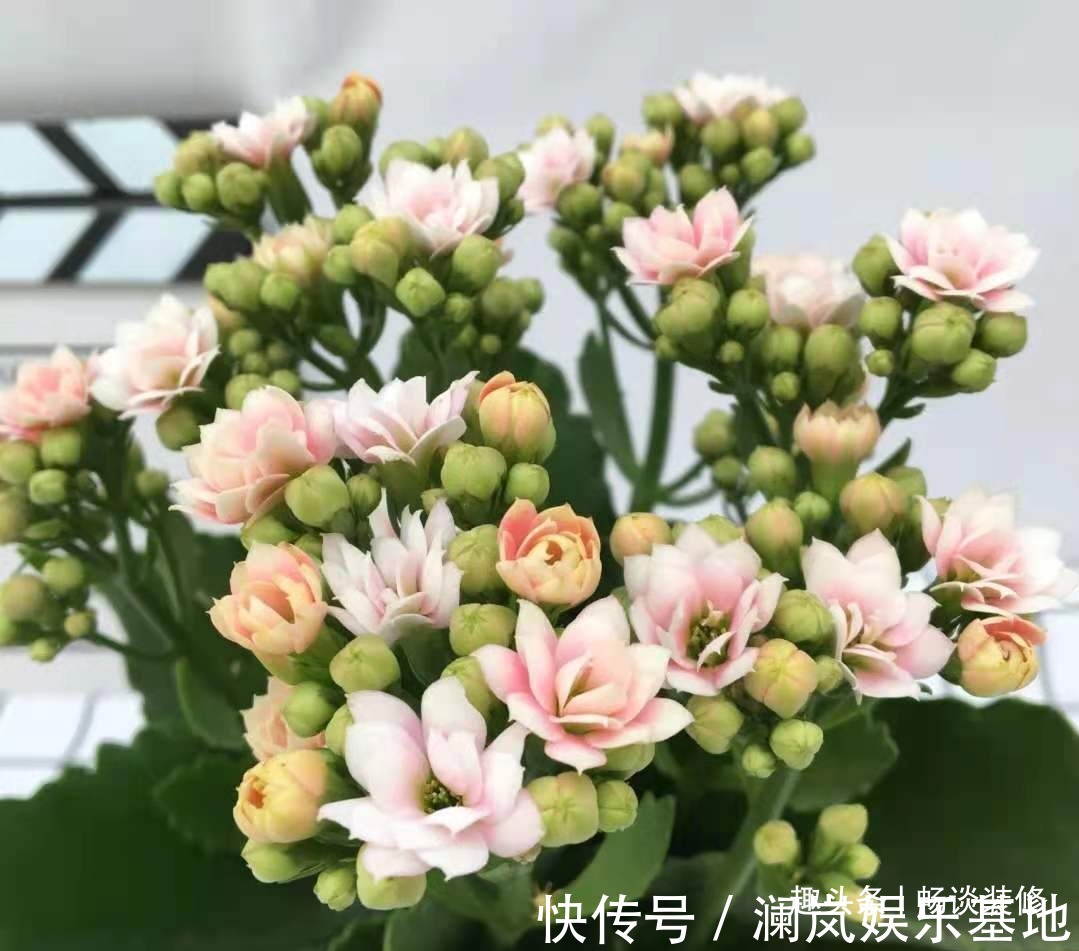 长寿花|养坏了几十盆花,才总结出来的避坑心得,养花新手看这篇就够了