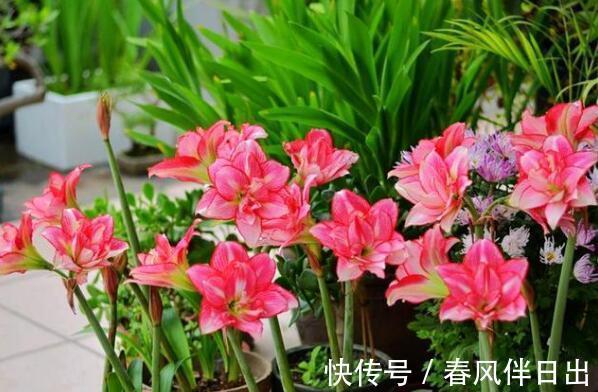 朱顶红|天气转凉，不要错过6种花，全都是喜温凉的“开花小能手”