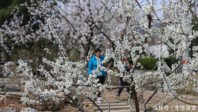 河北迁西：踏青赏花享乐假日春光